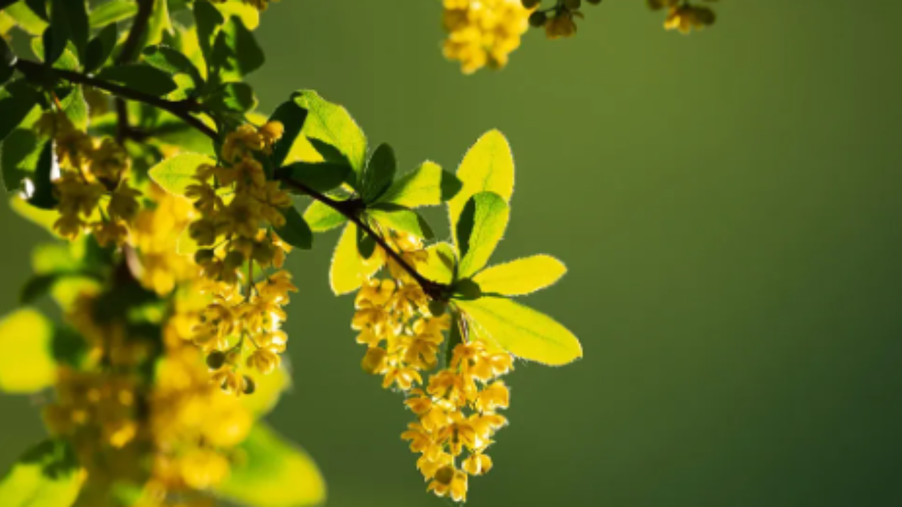 Berberine: Exploring its Therapeutic potential and Health Benefits