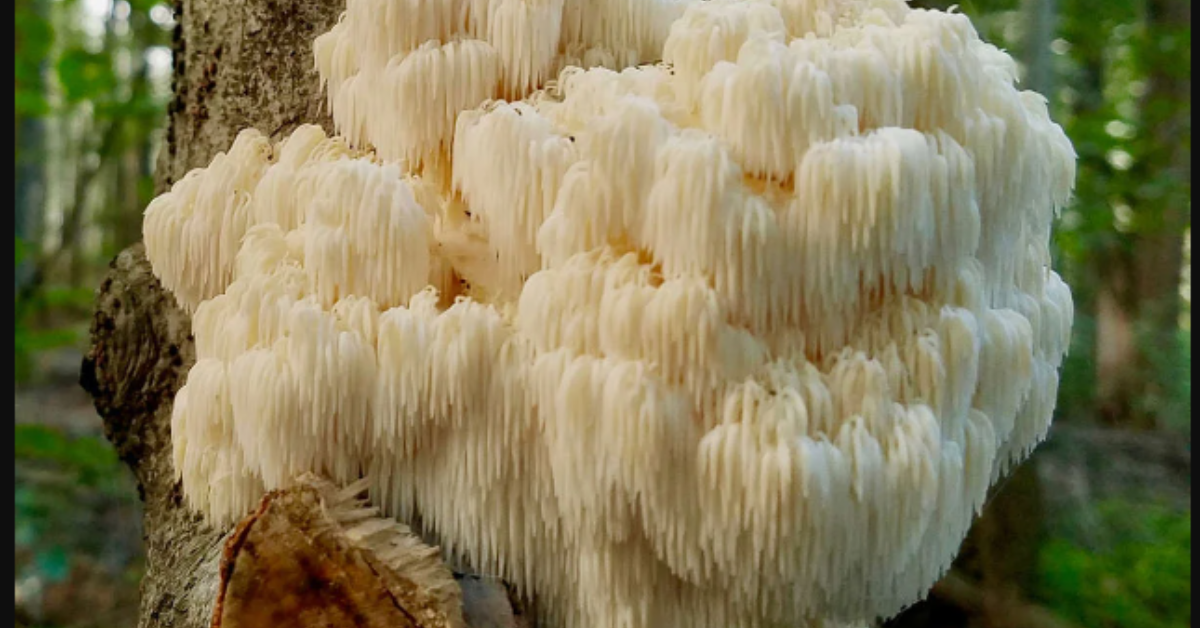 Understanding Lions Mane Powder: An Educational Deep Dive