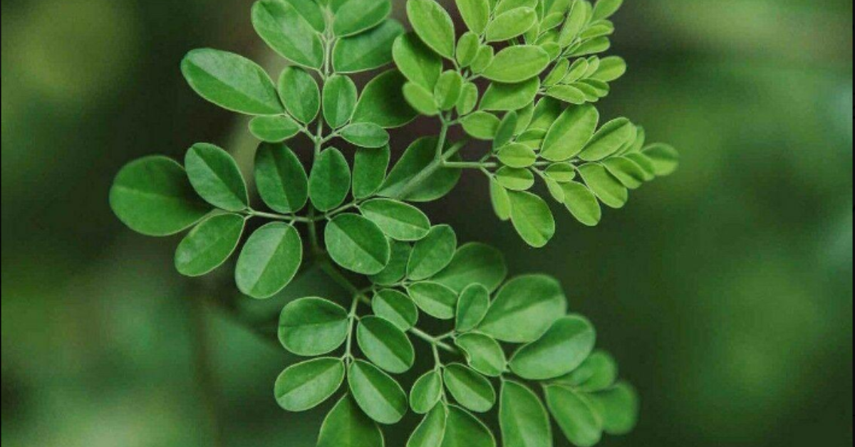 Moringa Powder: Natures Nutrient